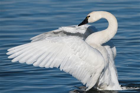 apa_2016_a1_2888_1_tundra-swan_mark_boyd.jpg | Audubon South Carolina