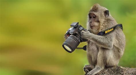 Wild photographers: 20 curious animals with cameras | Volganga