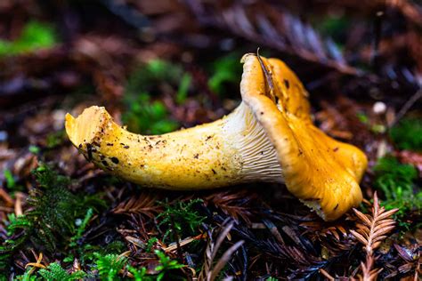 Chanterelle Mushrooms - Kingdom California