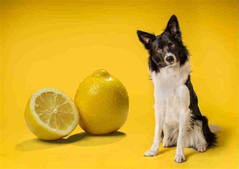 Can Dogs Eat Lemons? Yes, but they won't like it - Crank Hound