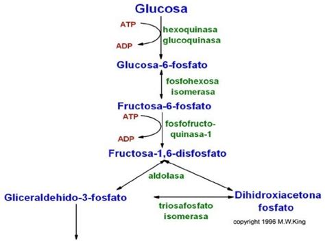 Oxidación de la glucosa – Evelyn Chan – Medium