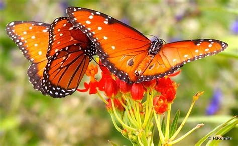 Queen Danaus gilippus (Cramer, 1776) | Butterflies and Moths of North America