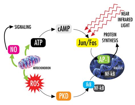 Photobiomodulation | How Does Laser Therapy Work? | LightForce