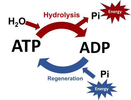 Illustrate the ATP HYDROLYSIS REACTION, its regeneration, and the delta ...