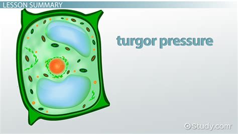 Turgor Pressure in Plants: Definition & Overview - Video & Lesson Transcript | Study.com