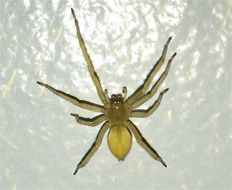 The 4 Most Dangerous Spiders in Texas and How to Spot Them - IMP WORLD