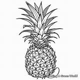 Pineapple Coloring Pages  Free & Printable sketch template