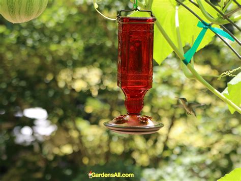 Red-Glass-Hummingbird-Feeder | GardensAll