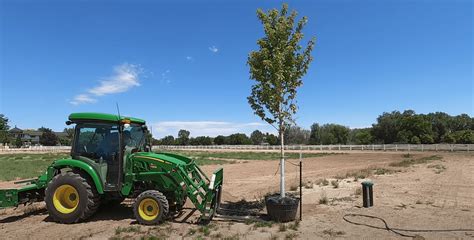 Planting Maple Trees with Garden Answer! | Espoma Organic