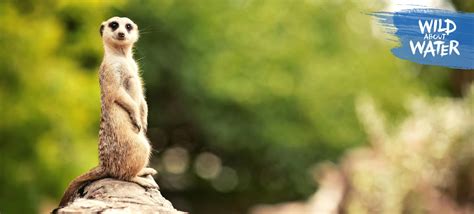 Interesting Facts About Meerkats | Nestlé Pure Life