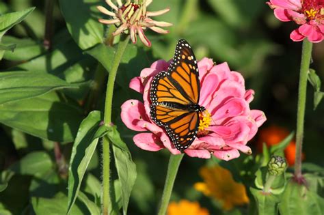 Butterflywatching: The Monarch Butterfly Enjoys the Nectar