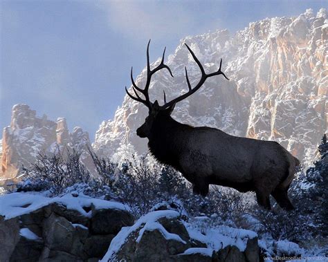 Rocky Mountain Elk Wallpapers - Top Free Rocky Mountain Elk Backgrounds ...