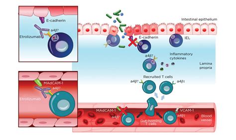 ZEPOSIA® (ozanimod) Mechanism Of Action For UC For HCPs, 42% OFF