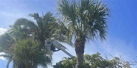 Palm Tree Trunk Damage: Can Palm Stems Heal or Grow Back?