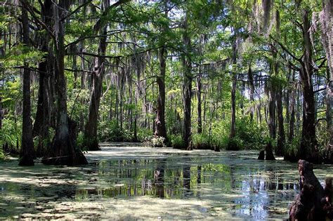 🔥 [40+] Louisiana Swamp Wallpapers | WallpaperSafari