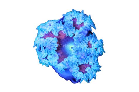 Ultra Rock Flower Anemone D11 – SaltCritters
