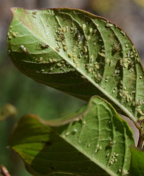 Crape Myrtle Aphids - Backbone Valley Nursery