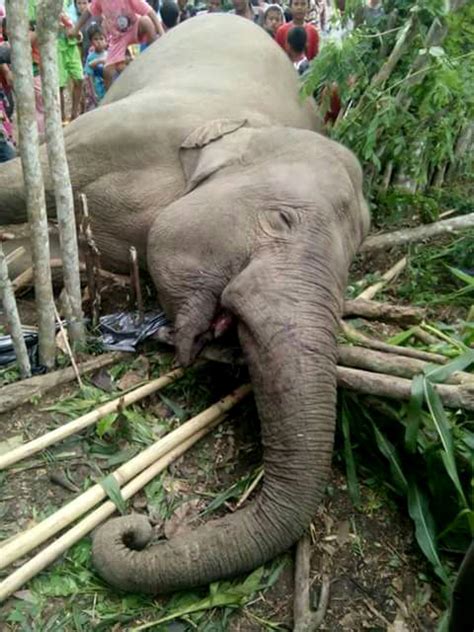 Poachers blamed as body of Sumatran elephant, missing tusks, found in protected forest