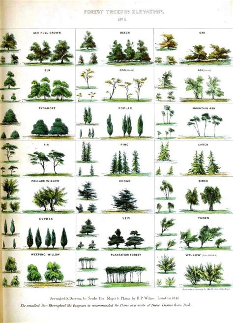 72 best images about Forest plants: Identification on Pinterest | Ferns ...