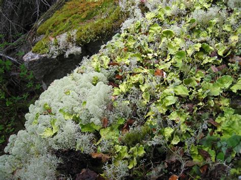 Arctic kidney lichen