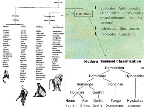 233 what are primates