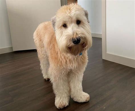 Soft Coated Wheaten Terrier: A guide to the 'poor man's dog' - K9 Web