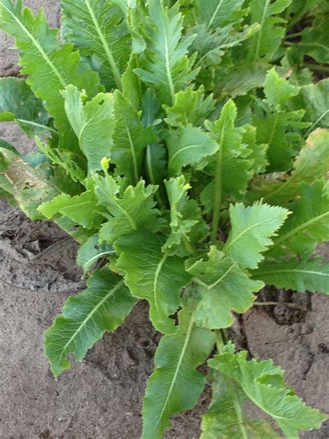 closeup of horseradish plant