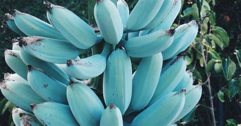 Blue Java Bananas taste like vanilla ice cream | Australia's Best Recipes