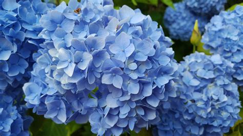 WHICH ARE THE BEST BLUE-FLOWERING HYDRANGEAS? |The Garden of Eaden