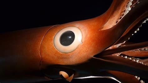 Colossal Squid Eye