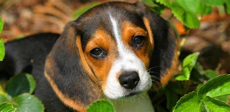 Beagle Colors: Did You Know All the Different Colorations of This Breed?