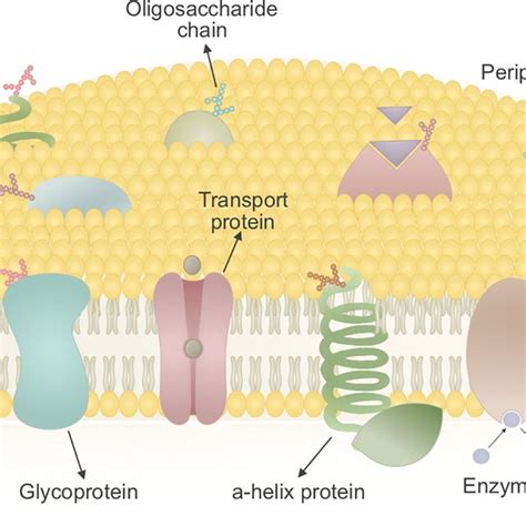 The path for identification of cell surface markers. Various strategies ...