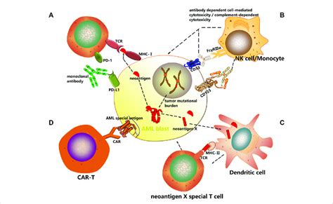 Mechanisms of cancer immunotherapy. In this review, several... | Download Scientific Diagram