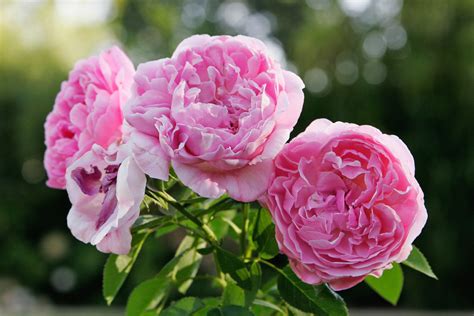 Datei:Mary Rose albury botanical gardens.jpg – Wikipedia
