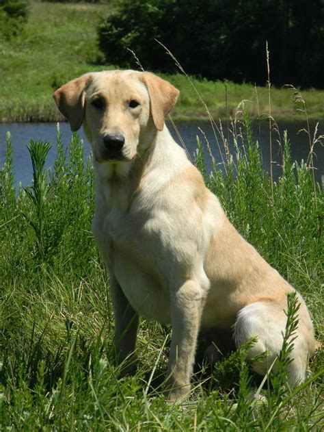 American Field Labrador Retriever Breeders | PETSIDI