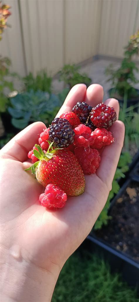 I made a bramble identification guide to take with me foraging. Thought ...