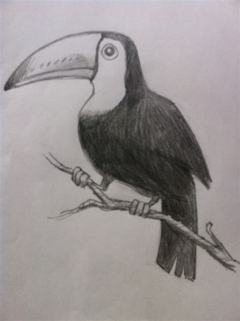 How to Draw a Tropical Bird - HubPages