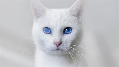 Caring for a Deaf Cat - Purrfect Love | White cats, White cat, Cats