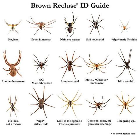 Brown Recluse Spider Identification