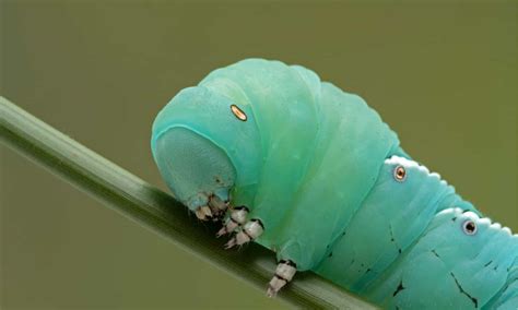 Hawk Moth Caterpillar - A-Z Animals