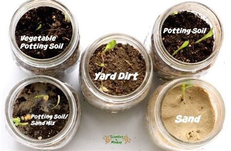 Seed Germination Experiment | 1000 | Plants science experiments, Science fair projects, Simple ...