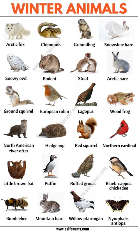 51 Winter Animals: List of Interesting Winter Animals in English - ESL ...