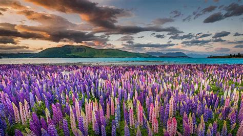 Lupines on the shores of Lake Tekapo in New Zealand | Lake tekapo, Lupine flowers, Purple wallpaper