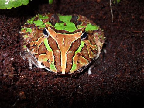 Ceratophrys ornata - Frogs & Co