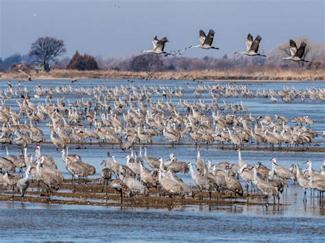 The Incredible Sandhill Crane Migration - Visit Kearney Nebraska