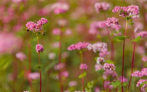 National Flower Of Bhutan | Best Flower Site