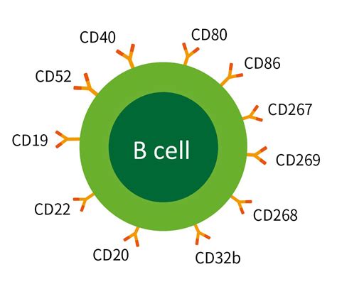 CD antigens expression in B cells