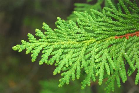 Thuja occidentalis (American Arborvitae, Eastern White-Cedar, Northern White-Cedar) | North ...