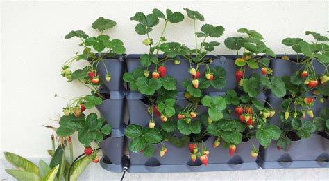 How to Grow Strawberries (Vertically!) ~ Bees and Roses