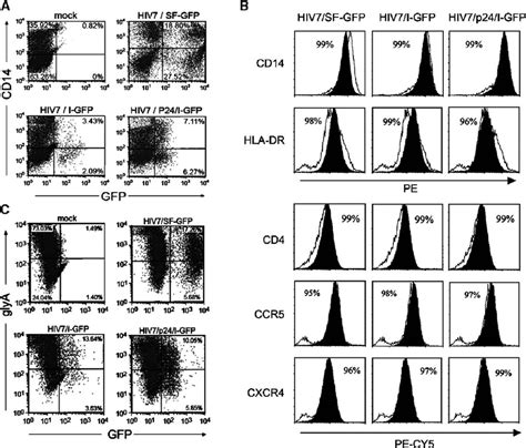 Differentiation of transduced CD34 + cells in culture. CD34 + cells ...